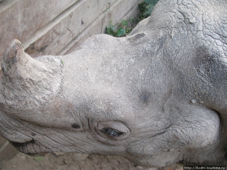 В загоне живет носорог, можно погладить его морду