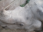 В загоне живет носорог, можно погладить его морду