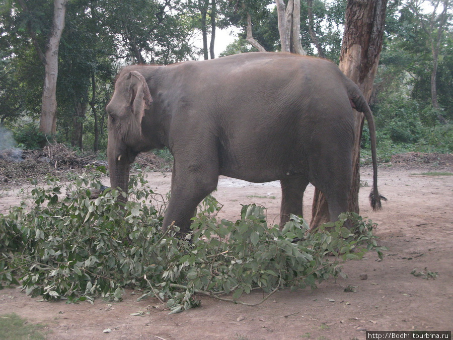 Этот слон домашний Национальный парк Бардия, Непал