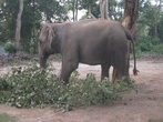 Этот слон домашний