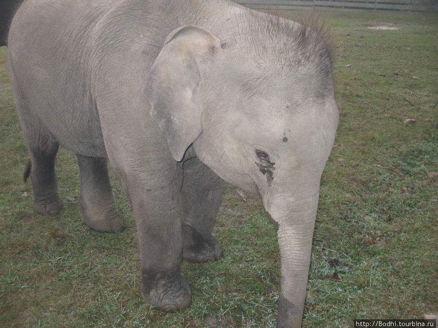 Пока мы катались на слонах, два мелких слоненка носились вокруг нас, игрались Национальный парк Бардия, Непал