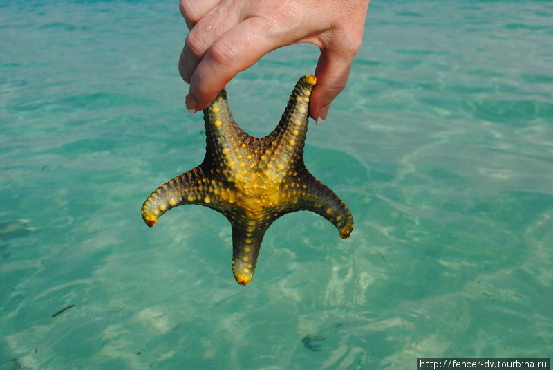Морские звезды — одно из самых ярких впечатлений от Индийского океана Остров Занзибар, Танзания