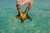Морские звезды — одно из самых ярких впечатлений от Индийского океана