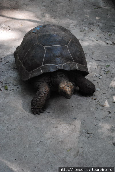 Гигантская черепаха с тюремного острова. Остров Занзибар, Танзания