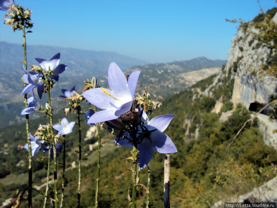 Цветы над обрывом монастырь Острог, Черногория