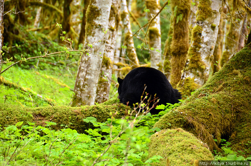 Туманы, мхи, и медведи в национальном парке Олимпик