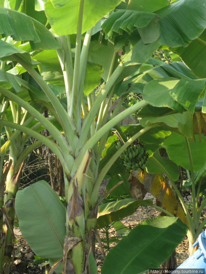 Так растут бананчики Паттайя, Таиланд