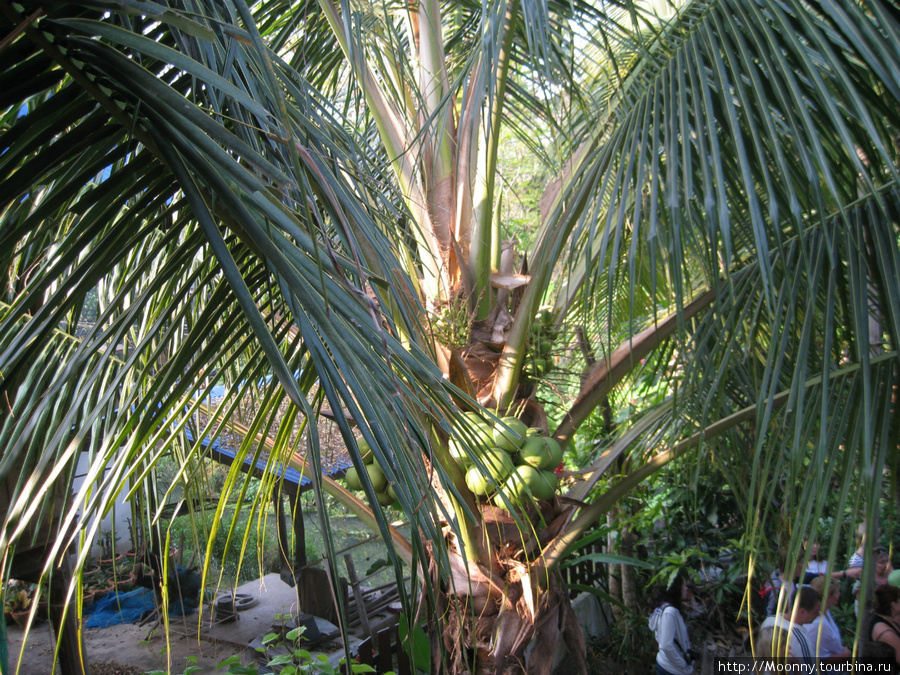 А вот так растут кокосы Паттайя, Таиланд