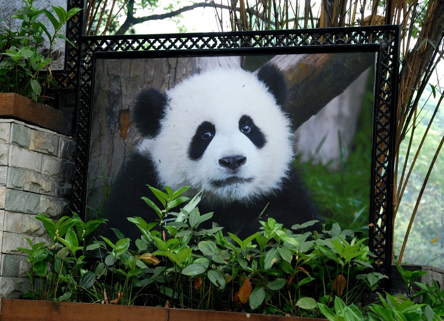 Исследовательский центр по разведению больших панд Чэнду, Китай