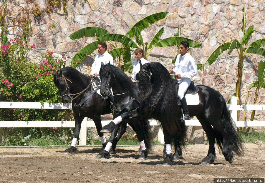 Танцующие мексиканские лошади
