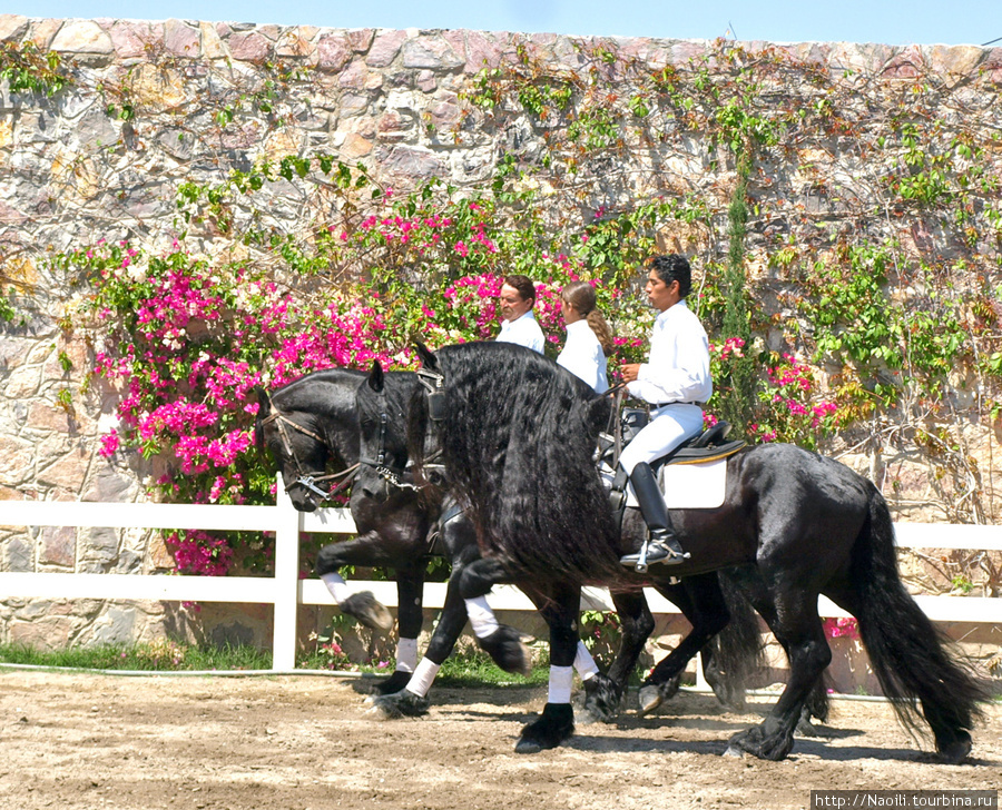 Танцующие мексиканские лошади Пуэбла, Мексика