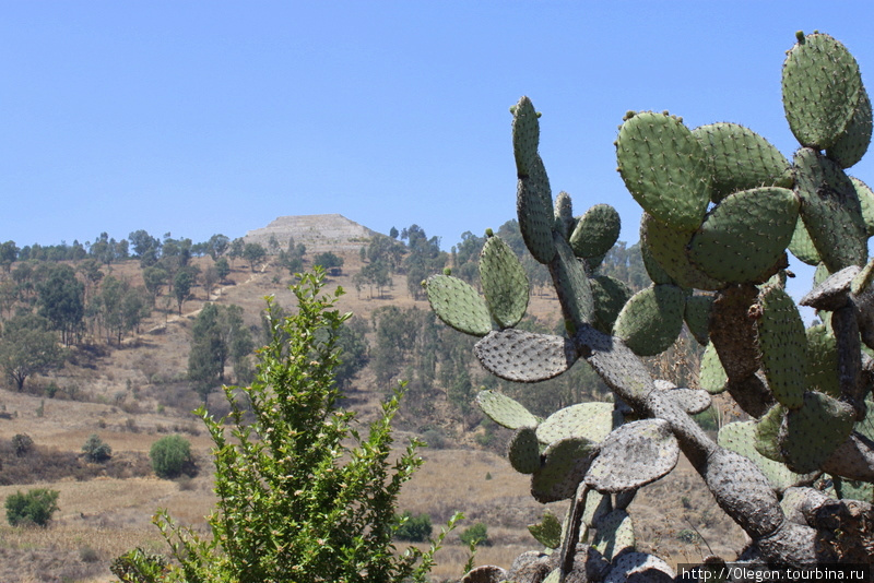 Кактусы-колючки и прочая мексиканская растительность Мексика
