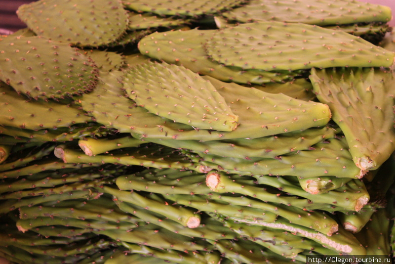 Кактусы-колючки и прочая мексиканская растительность Мексика