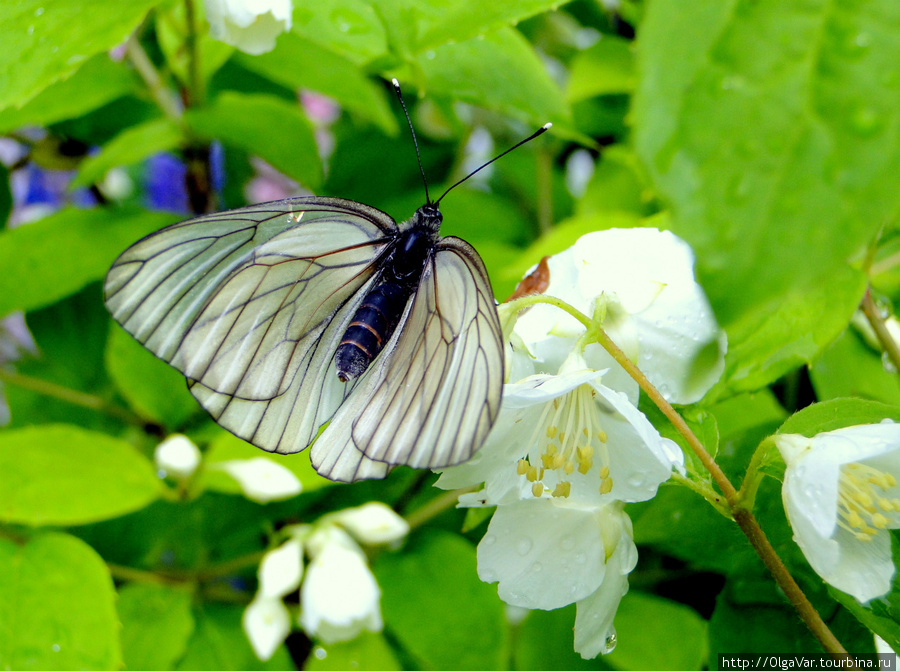 Нашествие бабочек-боярышниц наблюдается примерно раз в восемь лет Екатеринбург, Россия