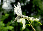 Бабочка-боярышница