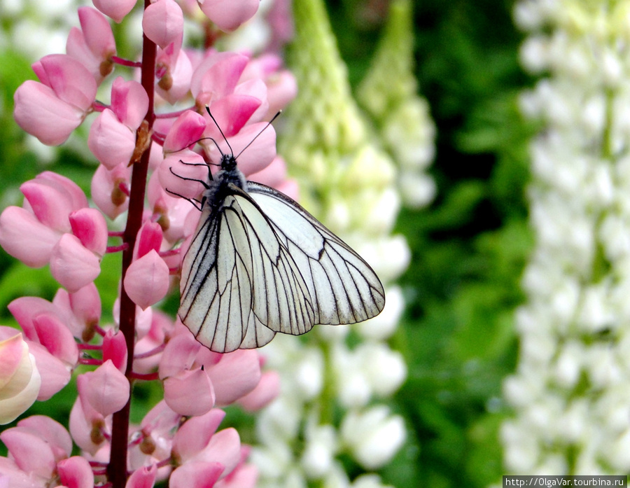 Своим длинным хоботком бабочка, как удочкой,  выуживает вкусный нектар Екатеринбург, Россия