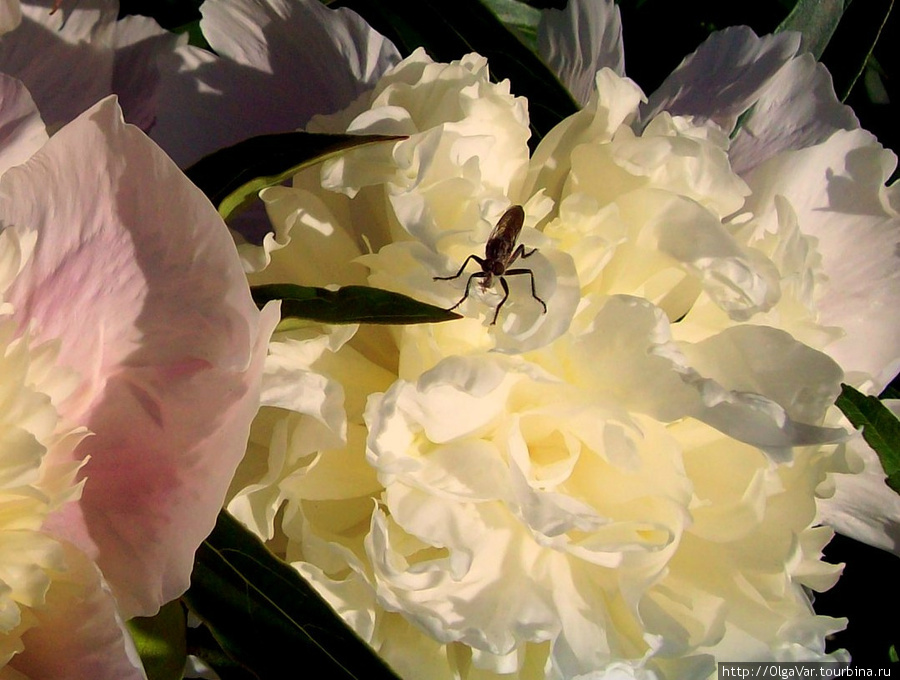 Даже в крохотном жучке или невзрачной букашке отражается богатство и красота  огромного мира насекомых Екатеринбург, Россия