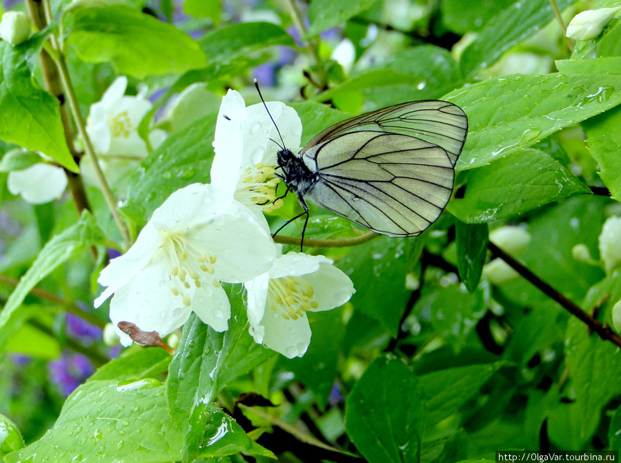 В брачный период бабочка сидит на цветке и ждет своего прынца Екатеринбург, Россия