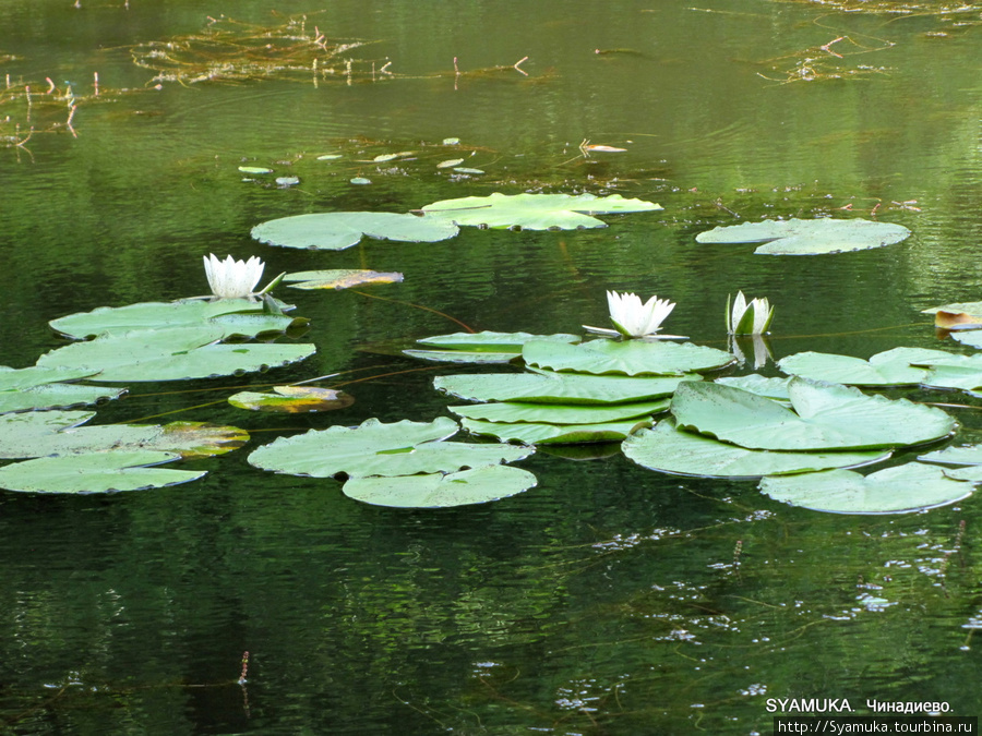 На озере растут необыкновенно красивые водяные лилии. Настоящие! Большие! Белые-белые... с ярко-желтой серединкой и громадными листьями-блюдцами. Чинадиево, Украина