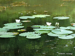 На озере растут необыкновенно красивые водяные лилии. Настоящие! Большие! Белые-белые... с ярко-желтой серединкой и громадными листьями-блюдцами.