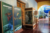 В музее естествознания в Кампече