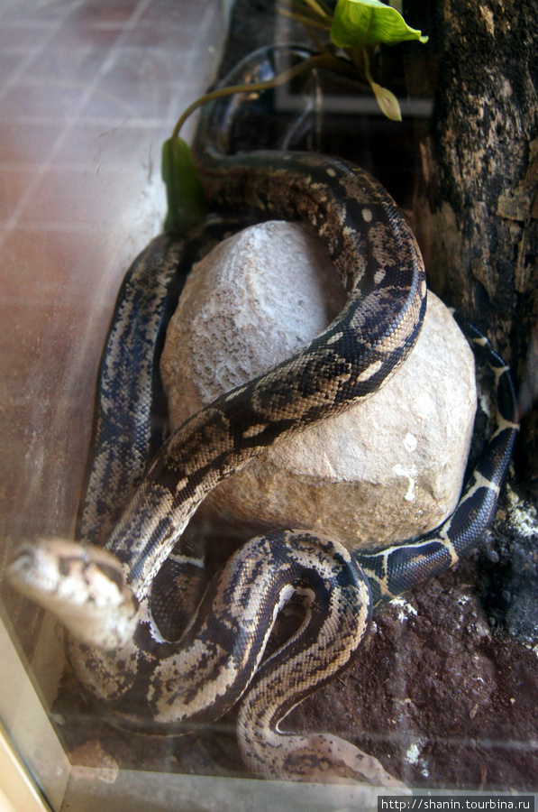 Змея в террариуме Кампече, Мексика