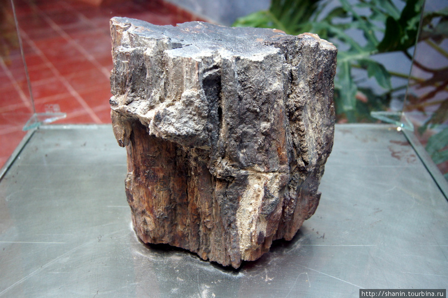 м -0 образец окаменелого дерева Кампече, Мексика