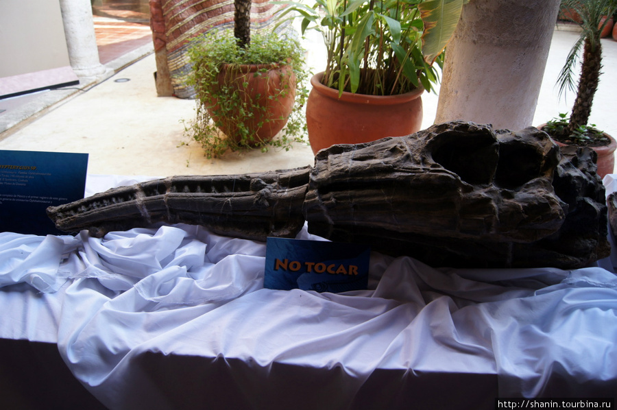 Скелет кита Кампече, Мексика