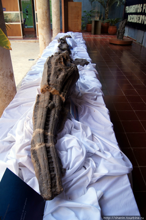 Скелет кита в музее Кампече, Мексика