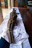 Скелет кита в музее