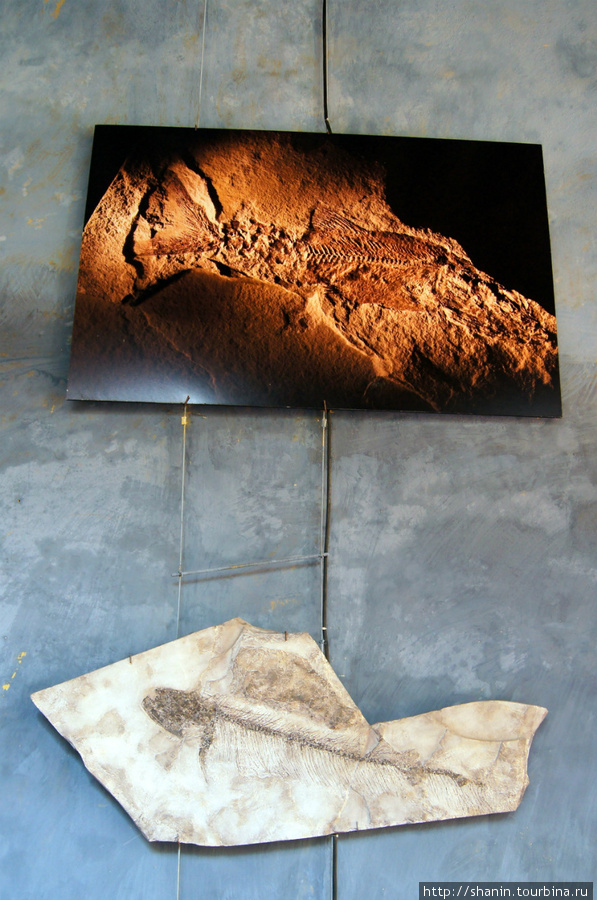 В музее естествознания в Кампече =- окаменелости на стене Кампече, Мексика