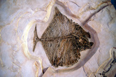 Реликтовая рыба в музее естествознания в Кампече