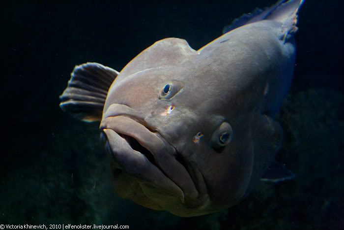 Океанариум Cretaquarium Thalassocosmos Ираклион, Греция