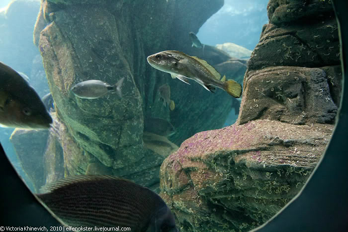 Океанариум Cretaquarium Thalassocosmos Ираклион, Греция