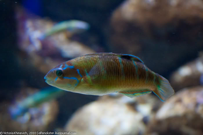 Океанариум Cretaquarium Thalassocosmos Ираклион, Греция