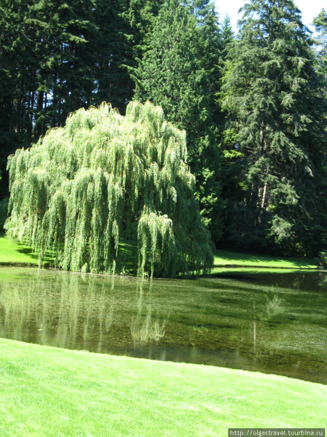 Заповедник Bloedel Остров Бэйнбридж, CША