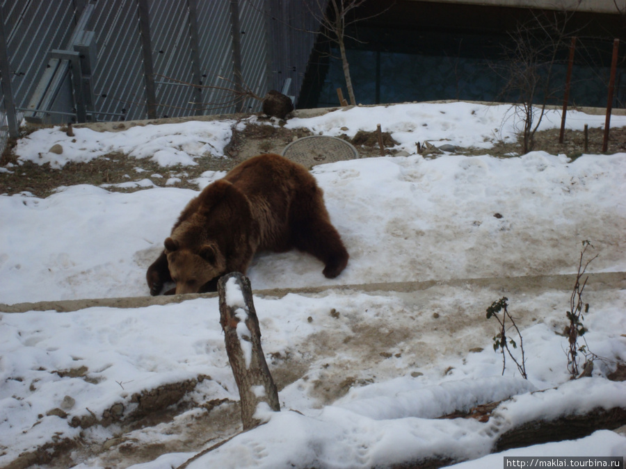 Берн. Медвежья яма. Берн, Швейцария