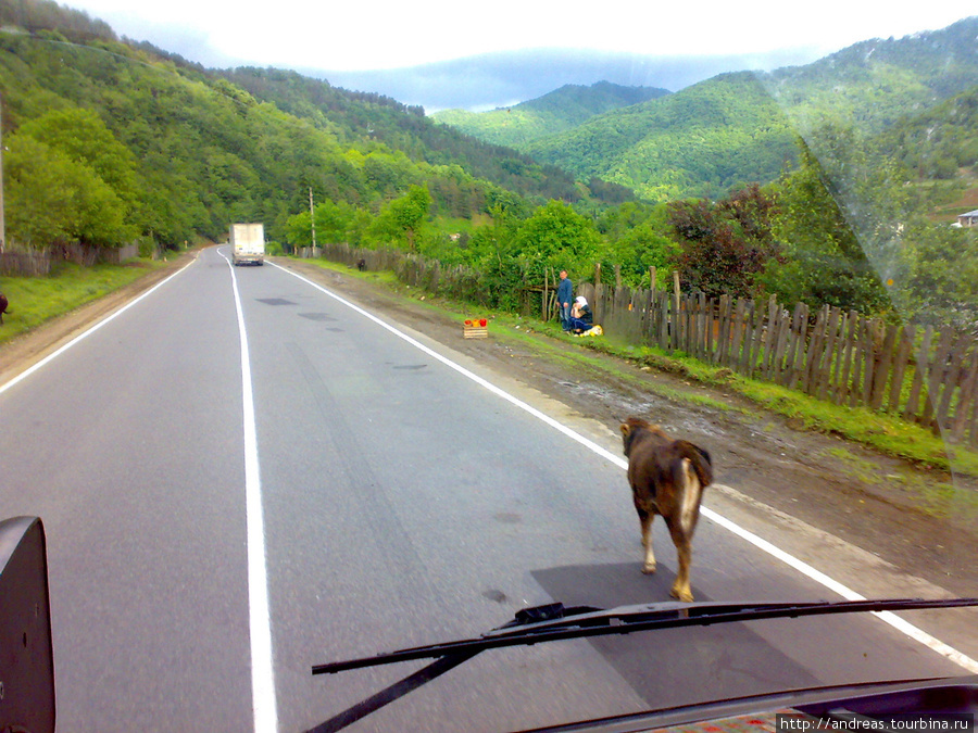 Корова — обычное явление на дорогах Грузии