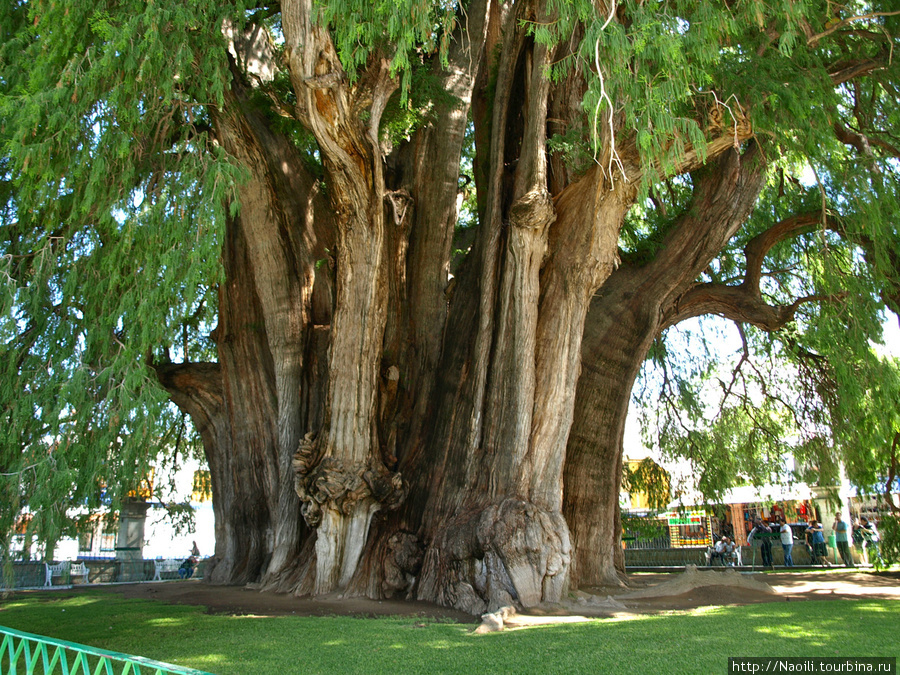 Легендарное дерево жизни - может это дерево Туле?