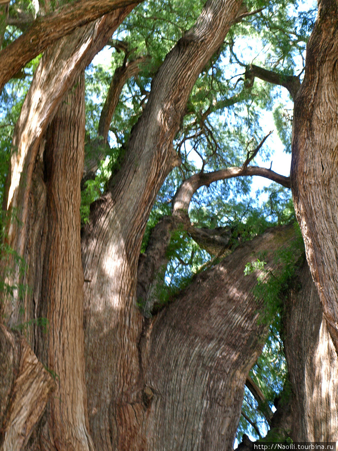 Легендарное дерево жизни — может это дерево Туле? Санта-Мария-дель-Туле, Мексика