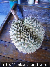 Дуриан. Один из самых экзотических плодов, называемый еще королем фруктов Таиланд