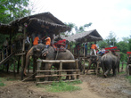Увлекательная поездка в слоновью деревню, где в почти естественных условиях живут и работают около 40 слонов