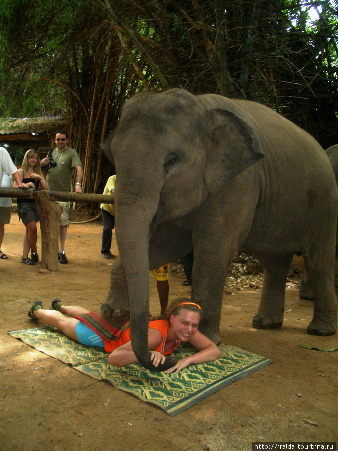 На этом развлечения со слонами не закончились. Было небольшое шоу с маленькими слонами, во время которого Танюша принимала слоновий массаж. Говорит, что было достаточно чувствительное похлопывание ногой слоника по попке. Потом их кормили бананами и поили молоком. Очень умилительно! Канчанабури, Таиланд