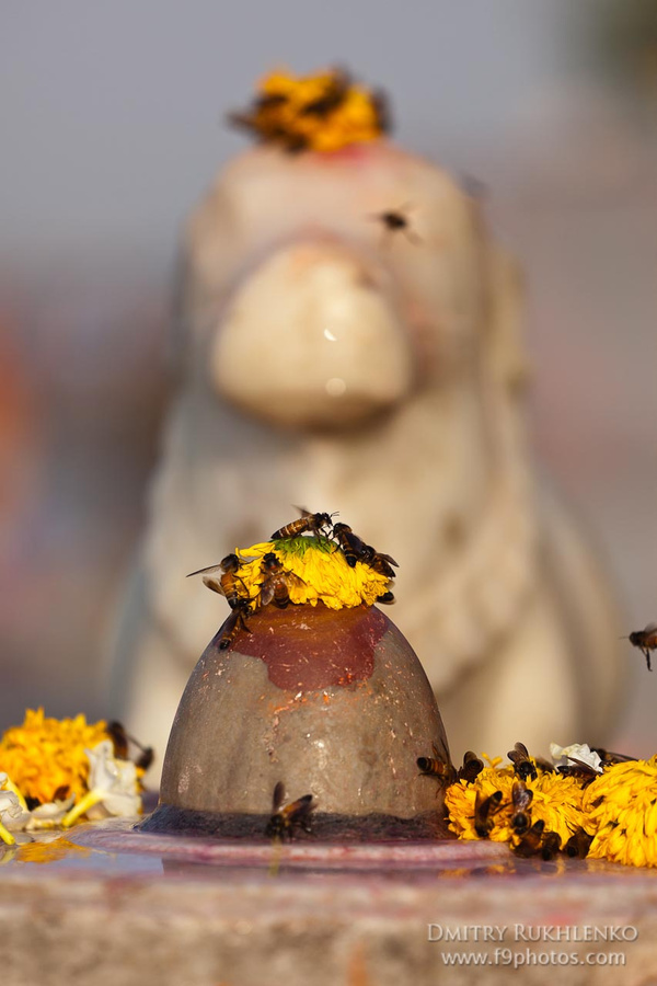 Цветочки, мед на лингаме перед Нанди Махешвар, Индия