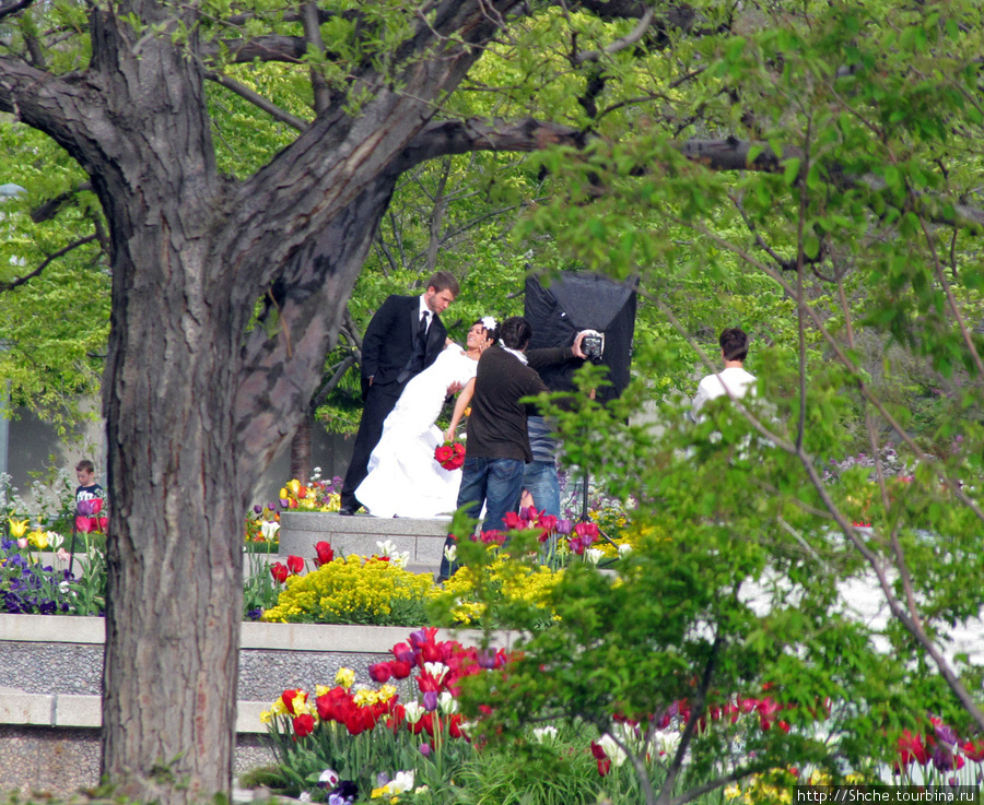 В парке застали фотосессию брачующихся... Солт-Лэйк-Сити, CША