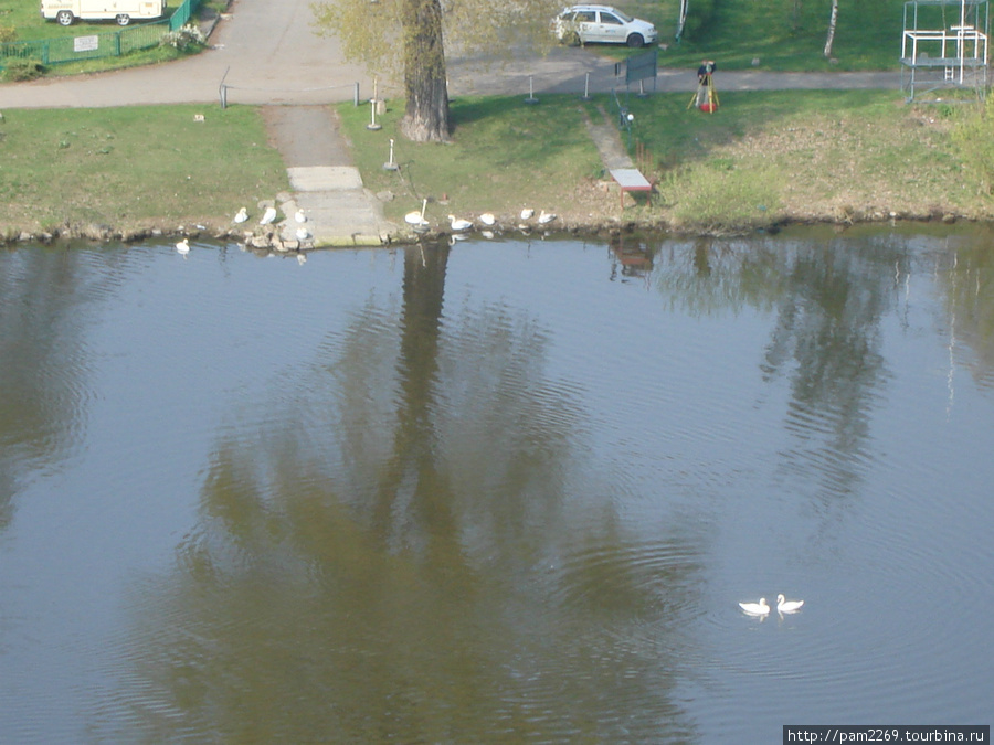 Лебеди на реке Прага, Чехия