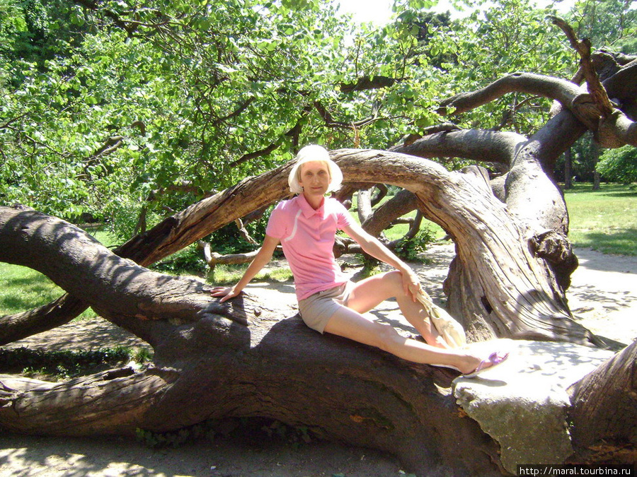 В Приморском парке много причудливых деревьв Варна, Болгария
