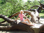 В Приморском парке много причудливых деревьв