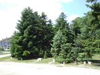 Участок парка, где деревья посажены руками космонавтов