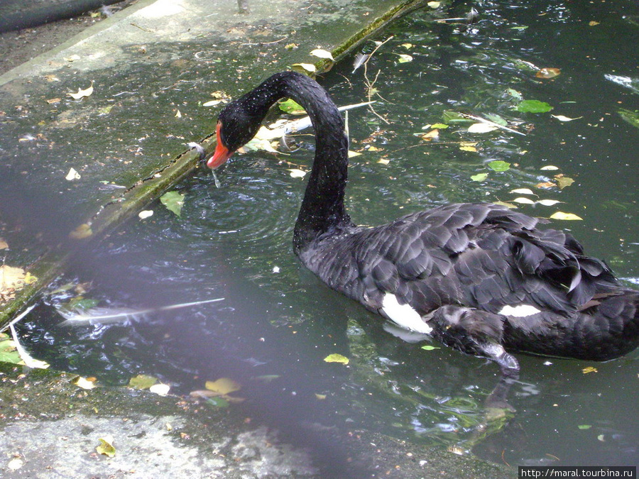 Чёрный лебедь — это диво Варна, Болгария